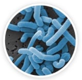 Lactobacillus Paracasei of prodentim