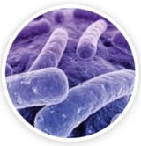 Lactobacillus Reuteri of prodentim